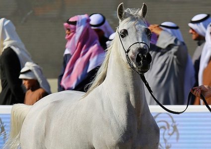 تقنية لعلاج الخيول بالتبريد أحدث صيحات التكنولوجيا في دبي