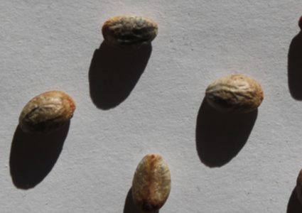 جوز الطيب أو حب الملوك .. فوائد مذهلة