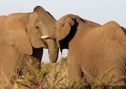 معركة "ودية" بين فيلين تنتهي بطريقة غريبة!