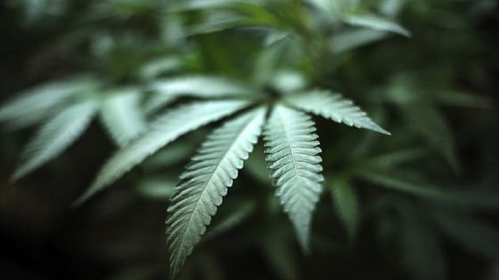 مفتاح علاج سرطان البنكرياس في نبات شائع