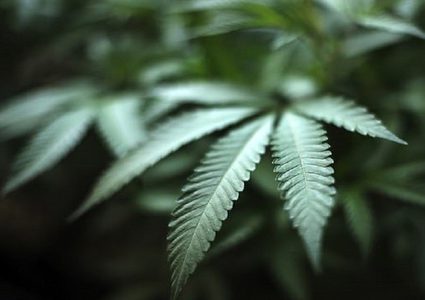 مفتاح علاج سرطان البنكرياس في نبات شائع