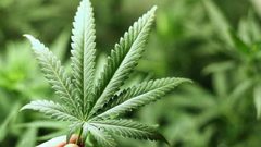 دراسة: "القنب" قد يكون مفتاح علاج سرطان البنكرياس