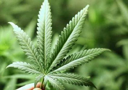 دراسة: "القنب" قد يكون مفتاح علاج سرطان البنكرياس