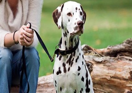 دراسة: امتلاك كلب يشجعك على التمتع بصحة نفسية وجسدية ممتازة