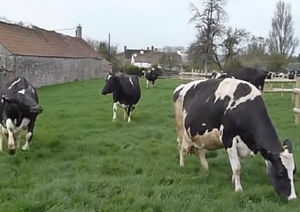 بقرة تكشف هوية سارقها