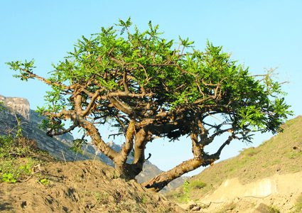 عُمان.. الكشف عن سر أغلى شجرة في العالم