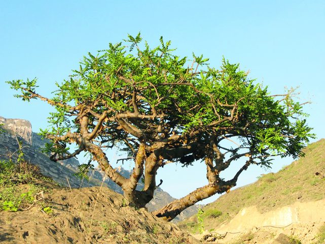 عُمان.. الكشف عن سر أغلى شجرة في العالم