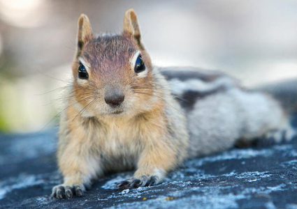 الأرجنتين.. العثور على سنجاب العصر الجليدي