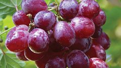 العنب مضر لمرضى الأنيميا