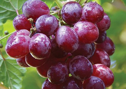 العنب مضر لمرضى الأنيميا