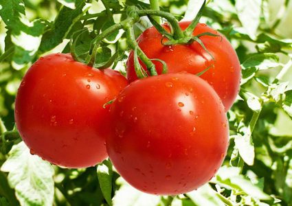 فوائد مهمة للطماطم.. تعرف عليها