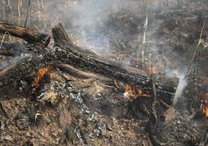 حرائق هائلة في الأمازون والبرازيل ترفض المساعدة