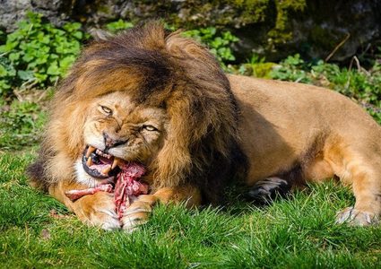 أسد يمزق صاحبه