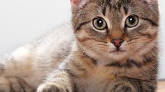 القطة نالا.. الأكثر شعبية عبر السوشال ميديا