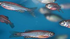 أعين الأسماك تعالج العمى