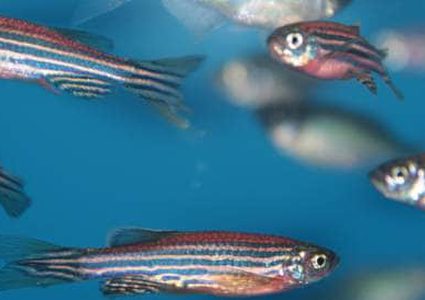 أعين الأسماك تعالج العمى