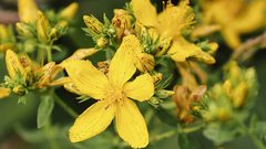 عشبة القديسين فوائد و علاج طبيعي للاكتئاب