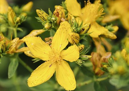 عشبة القديسين فوائد و علاج طبيعي للاكتئاب