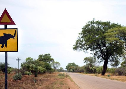 الأفيال البرية لن تعرض على في حدائق الحيوان