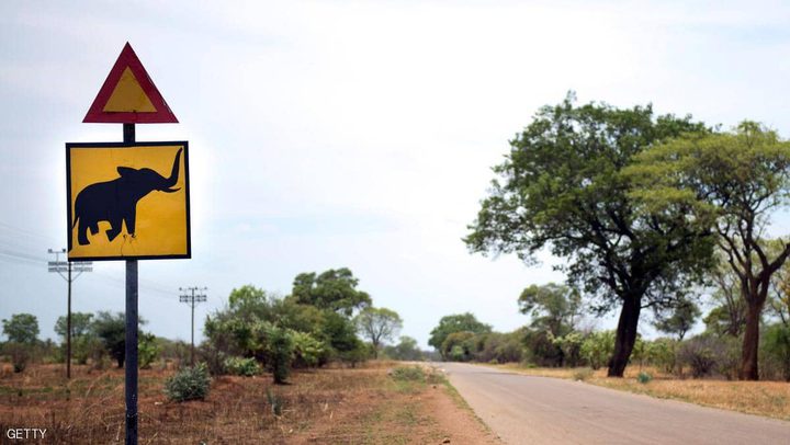 الأفيال البرية لن تعرض على في حدائق الحيوان