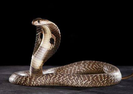 طوارئ في بلدة ألمانية بسبب ثعبان