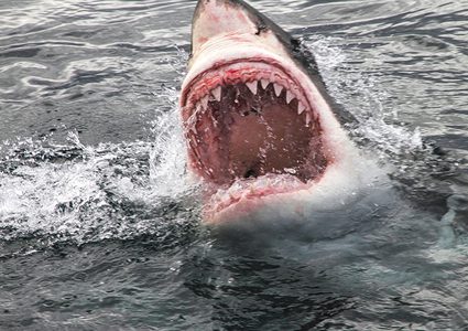 غواص يواجه قرش أبيض(فيديو)