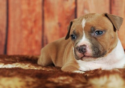 طريقة الكشف السرطان من خلال حاسة الشم عند الكلاب