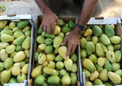 قطف ثمار الجوافة في قطاع غزة