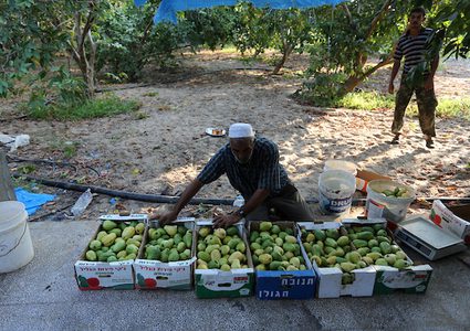قطف ثمار الجوافة في قطاع غزة