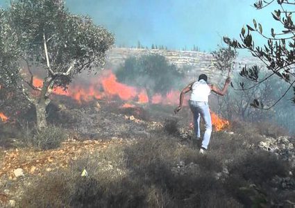 اخماد حريق التهم 120 شجرة زيتون في بلدة عرابة جنوب جنين