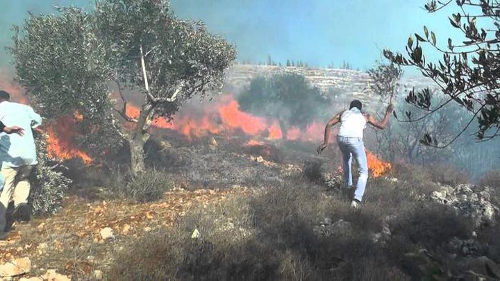 اخماد حريق التهم 120 شجرة زيتون في بلدة عرابة جنوب جنين