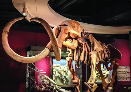 عمرها 7 ملايين سنة.. إكتشاف أحفورة جمجمة ماموث في تركيا