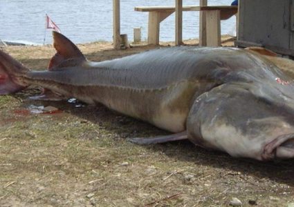 شاهد عملية اصطياد سمكة كالوغا عملاقة باستخدام "جرافة" !