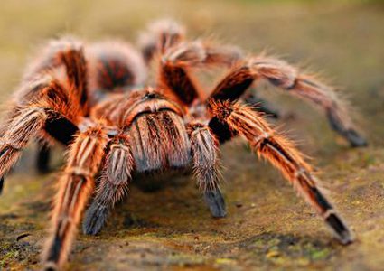 السلطات الفرنسية تقبض على مسافر بولندي بتهمة تهريب "العناكب"!