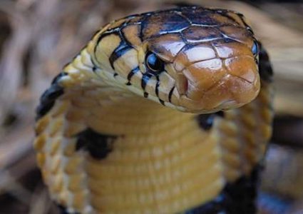 العثور على الأفعى التي نشرت الرعب في بلدة ألمانية طوال أسبوع