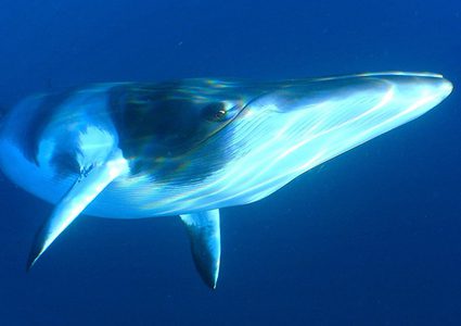 حوت ضخم يقوم بحركات مدهشة فوق سطح المياه