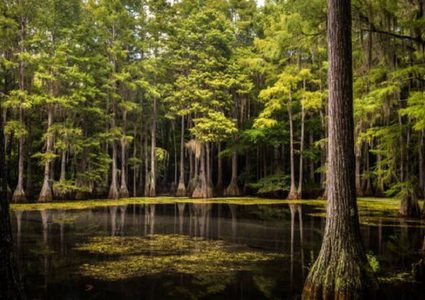 استنشاق إفراز نوع من الضفادع يننعش ويقلل الإجهاد