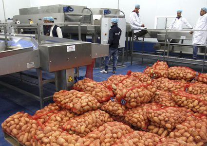 العراق.. ضبط شحنة بطاطا مصابة بآفة زراعية