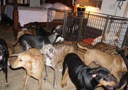 امرأة تضع 97 كلبا داخل منزلها لهذا السبب