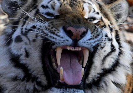 نمر يهاجم فلاحا ويقتله