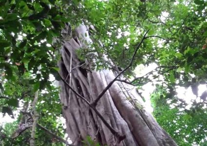 أطول شجرة" تنجو من حرائق الأمازون