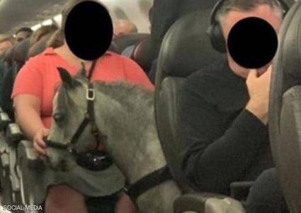 حصان على متن الطائرة