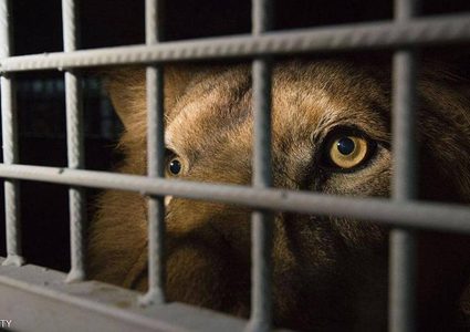 أسد سيرك يباغت سيدة