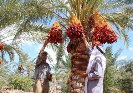 وزير الزراعة يفتتح موسم قطف التمور في أريحا