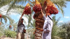 وزير الزراعة يفتتح موسم قطف التمور في أريحا