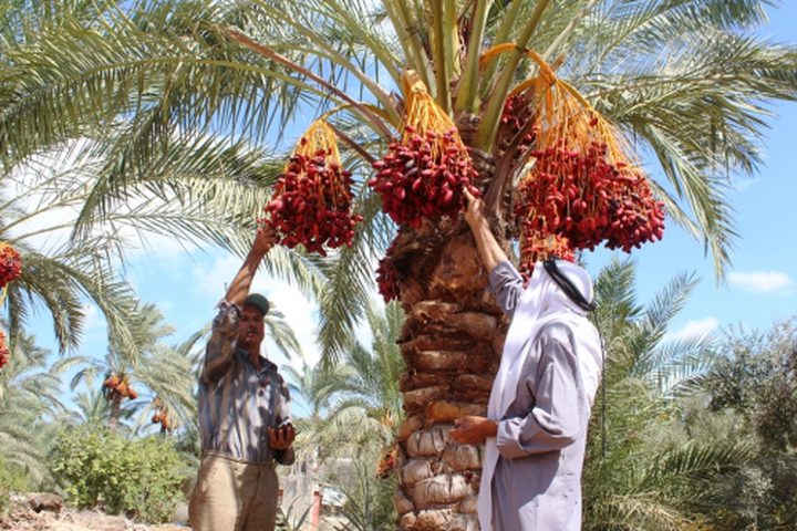 وزير الزراعة يفتتح موسم قطف التمور في أريحا