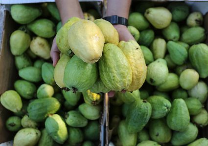 فاكهة الخريف "المدللة" في خطر بقطاع غزة