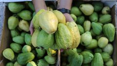 فاكهة الخريف "المدللة" في خطر بقطاع غزة