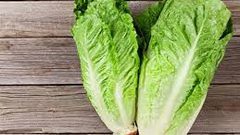 بهذه الحيلة تعود أوراق الخس طازجة