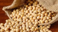فول الصويا.. هل يقلل الكوليسترول في الدم؟
